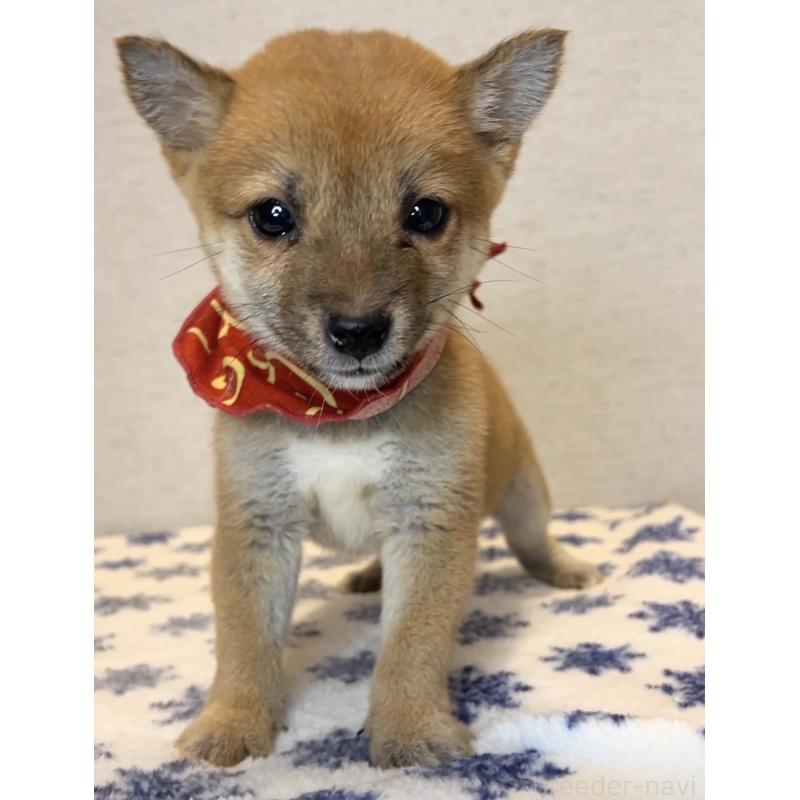 販売中の茨城県の豆柴-424336の4枚目