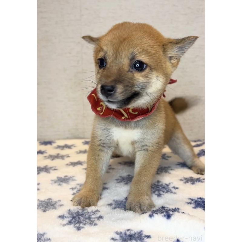 販売中の茨城県の豆柴-424336の3枚目