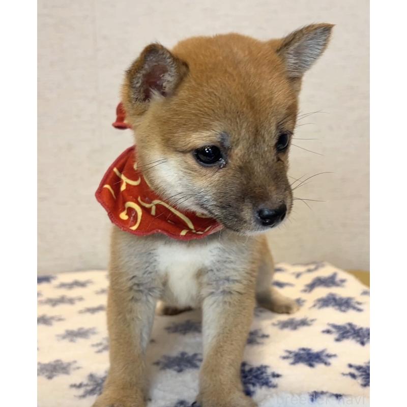 販売中の茨城県の豆柴-424336の2枚目