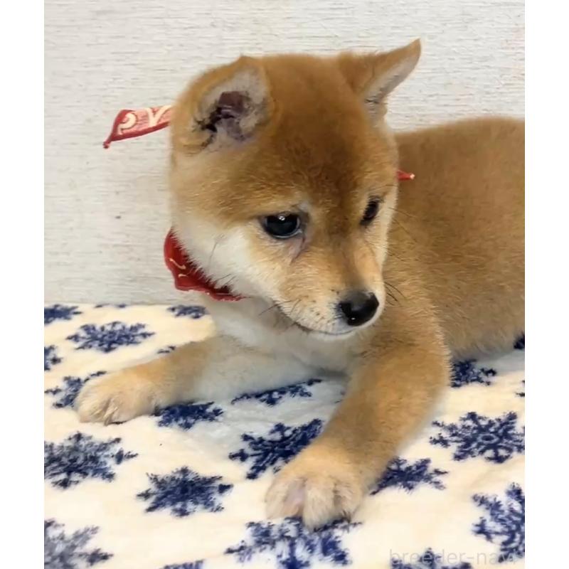 販売中の茨城県の豆柴-423385の4枚目