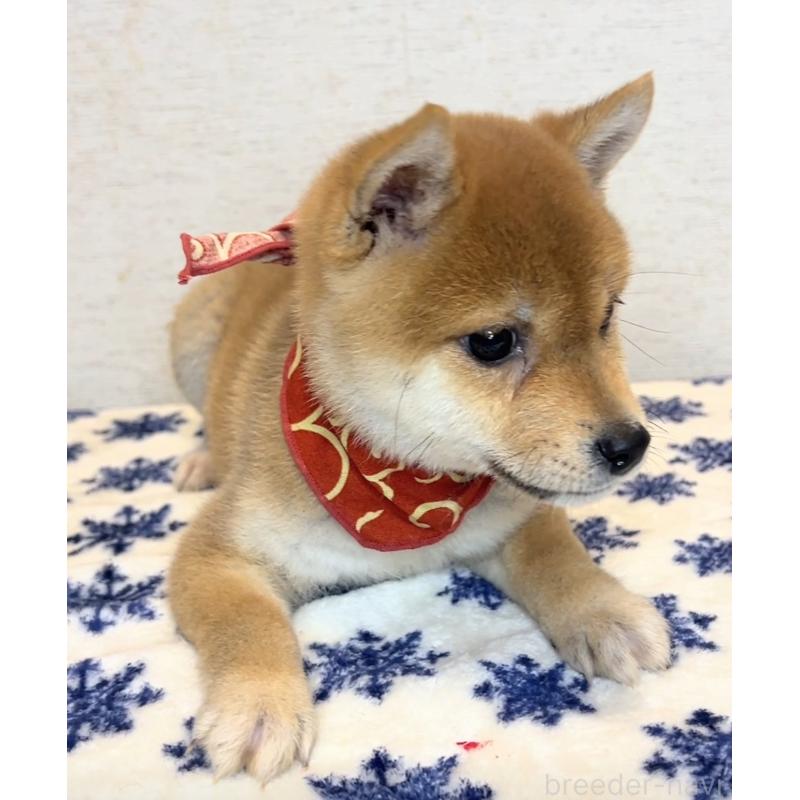 販売中の茨城県の豆柴-423385の3枚目