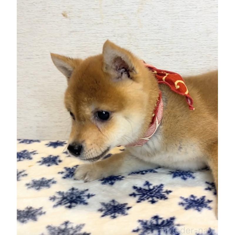 販売中の茨城県の豆柴-423385の2枚目