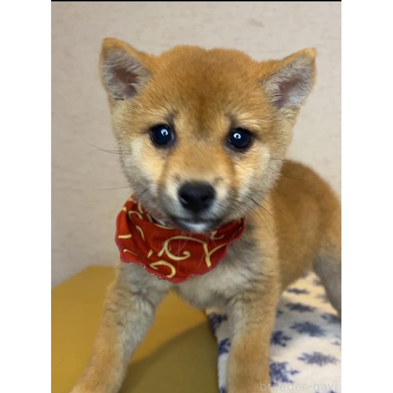 販売中の茨城県の豆柴-434256の3枚目