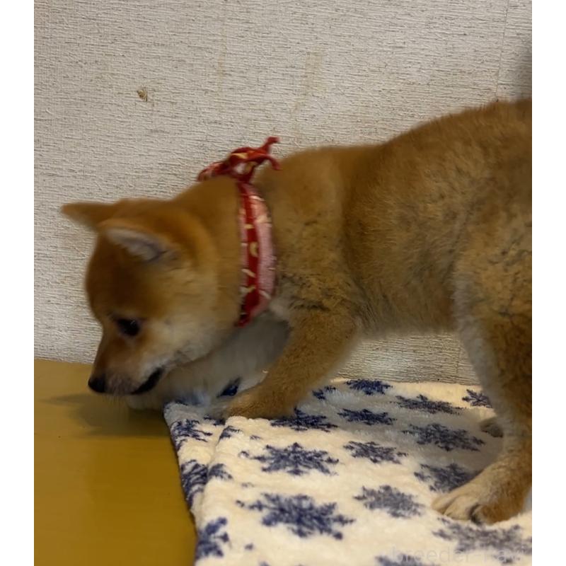 販売中の茨城県の豆柴-434256の2枚目