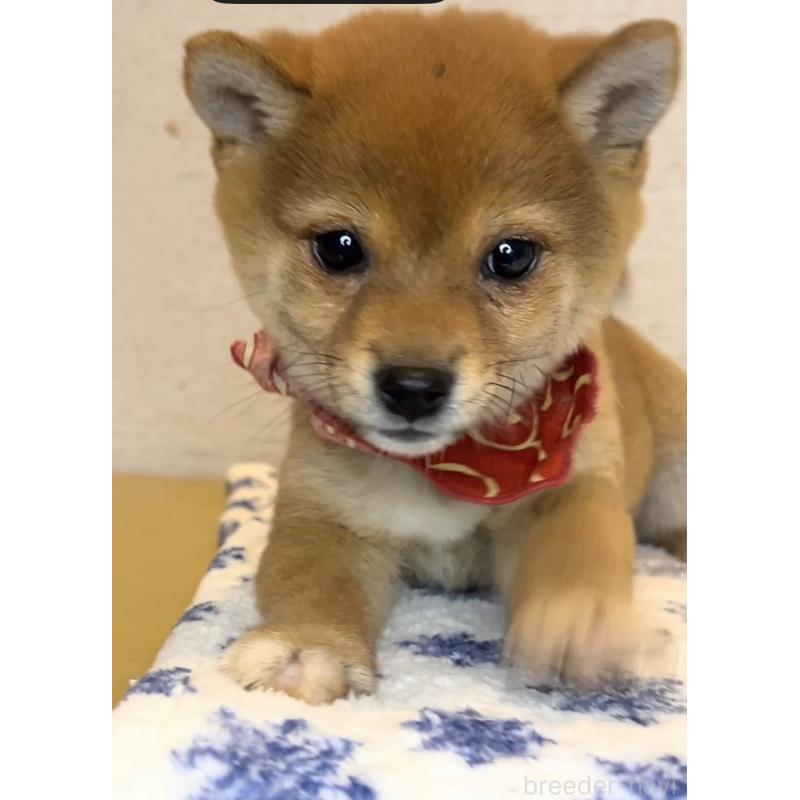 販売中の茨城県の豆柴-434257の5枚目