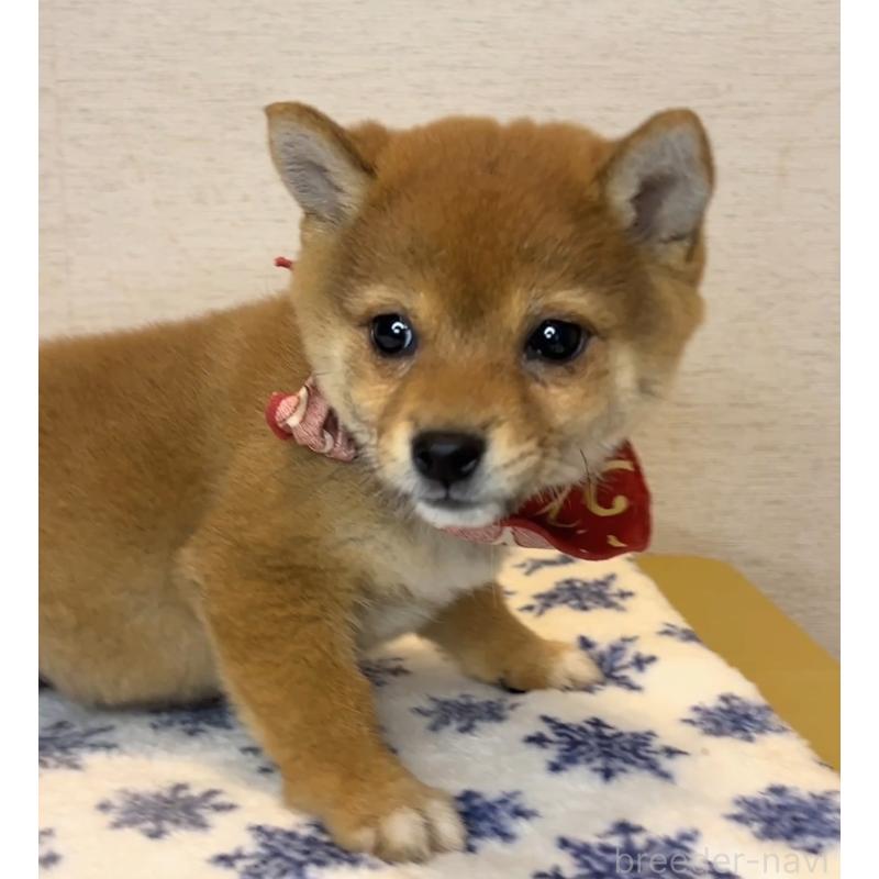 販売中の茨城県の豆柴-434257の4枚目