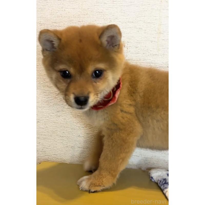 販売中の茨城県の豆柴-434257の3枚目