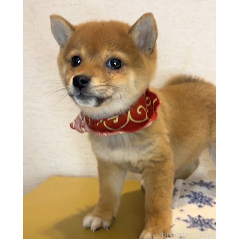 販売中の茨城県の豆柴-434257の2枚目