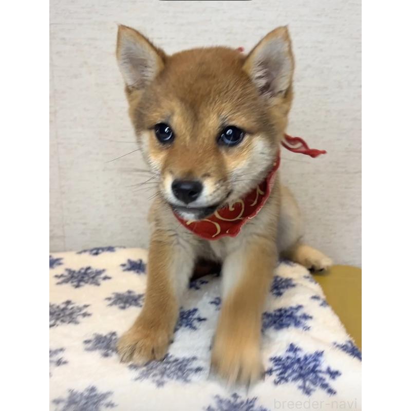 販売中の茨城県の豆柴-434258の5枚目