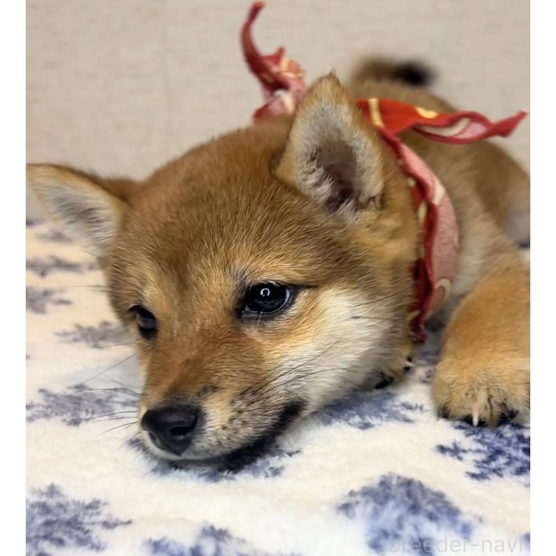 販売中の茨城県の豆柴-434258の4枚目