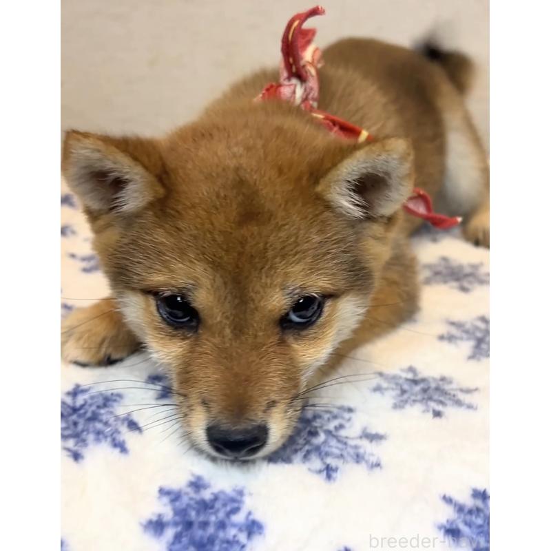 販売中の茨城県の豆柴-434258の2枚目