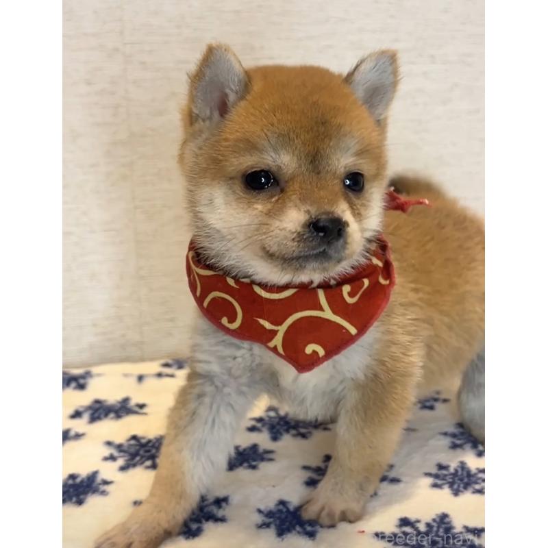 販売中の茨城県の豆柴-434259の5枚目