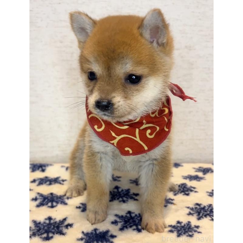 販売中の茨城県の豆柴-434259の3枚目