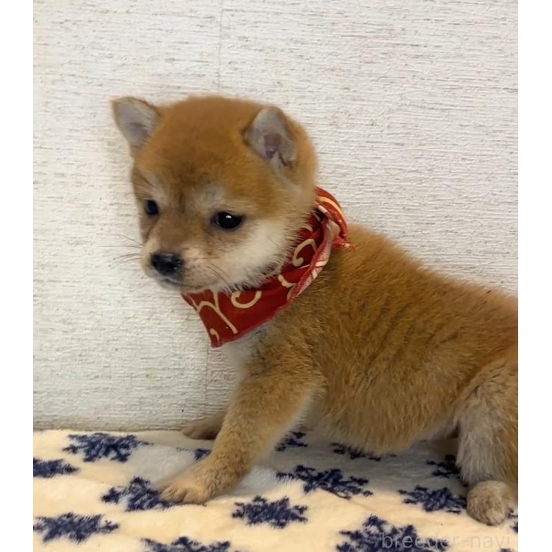 販売中の茨城県の豆柴-434259の2枚目