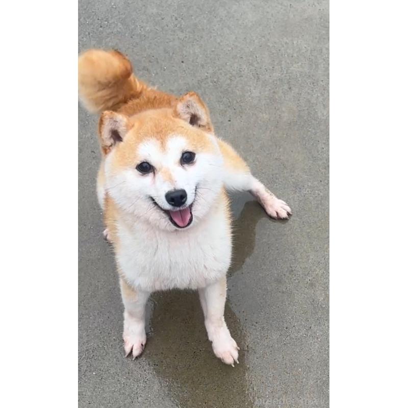 ナゲットくん1枚目