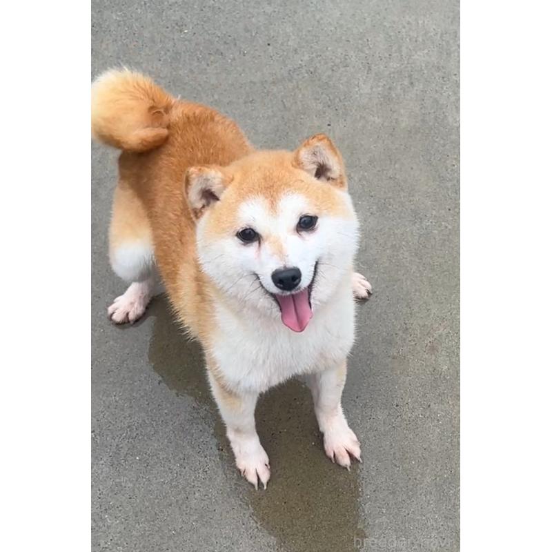 ナゲットくん1枚目