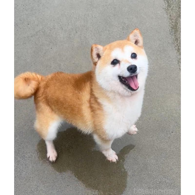 ナゲットくん1枚目