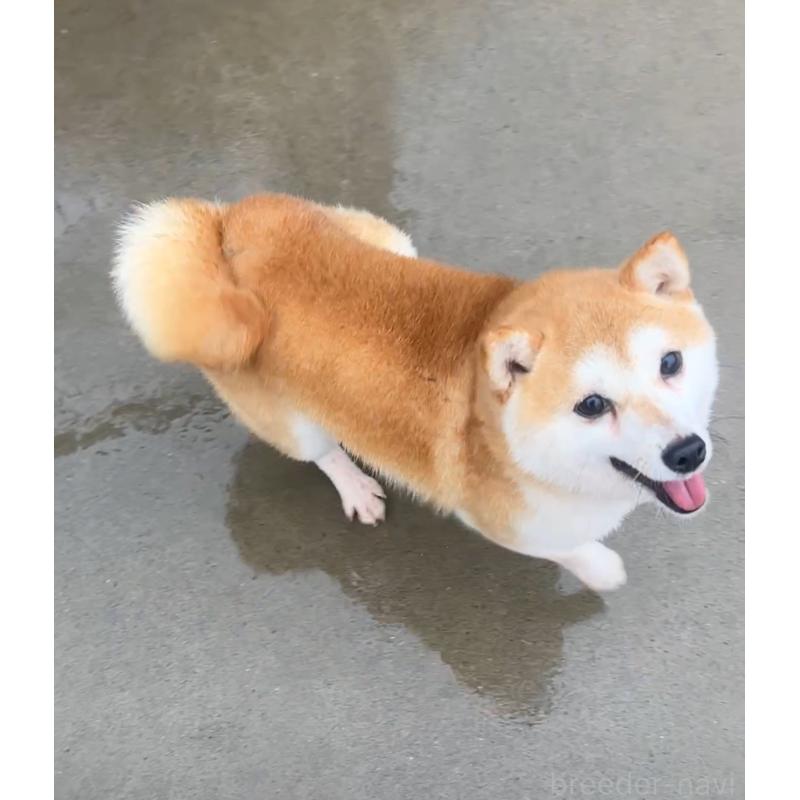 ナゲットくん1枚目