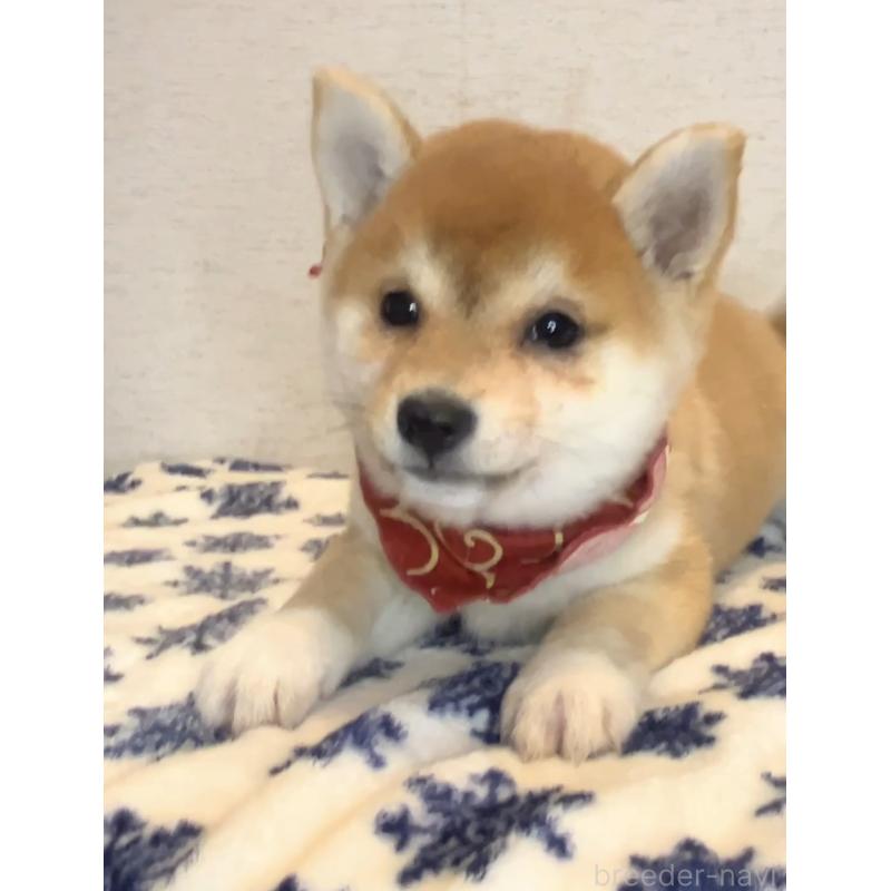 販売中の茨城県の豆柴-434260の5枚目