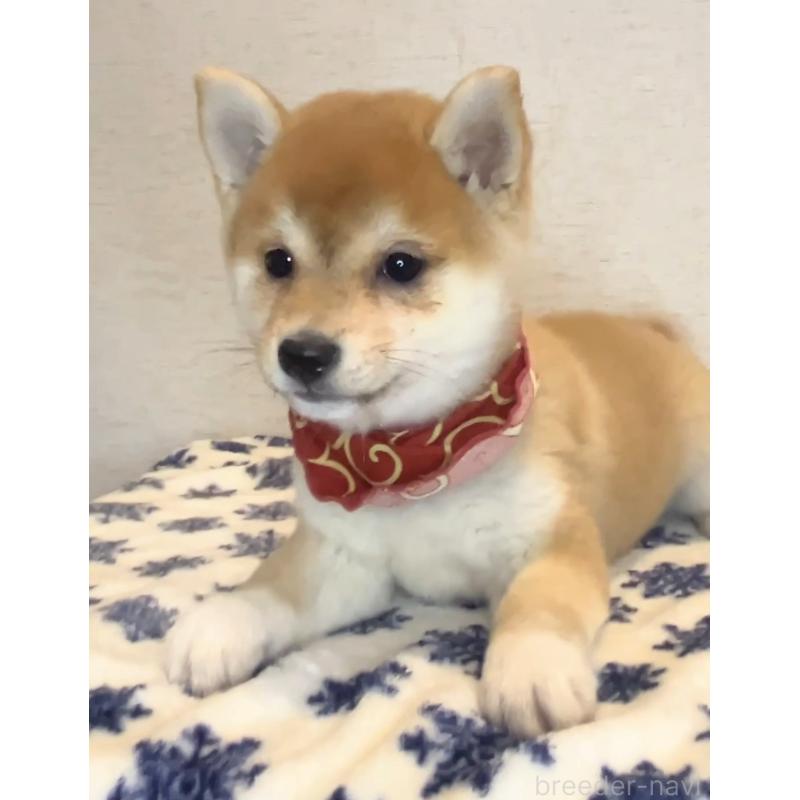 販売中の茨城県の豆柴-434260の4枚目