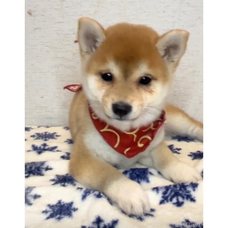 販売中の茨城県の豆柴-434260の3枚目