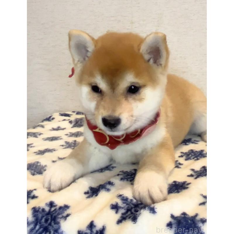 販売中の茨城県の豆柴-434260の2枚目