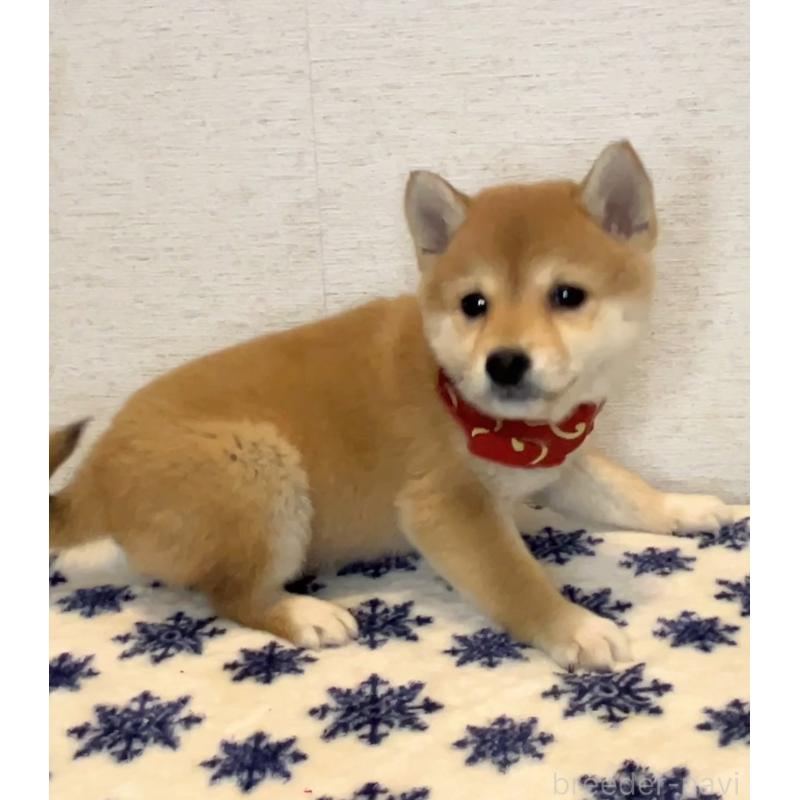 販売中の茨城県の豆柴-434261の5枚目