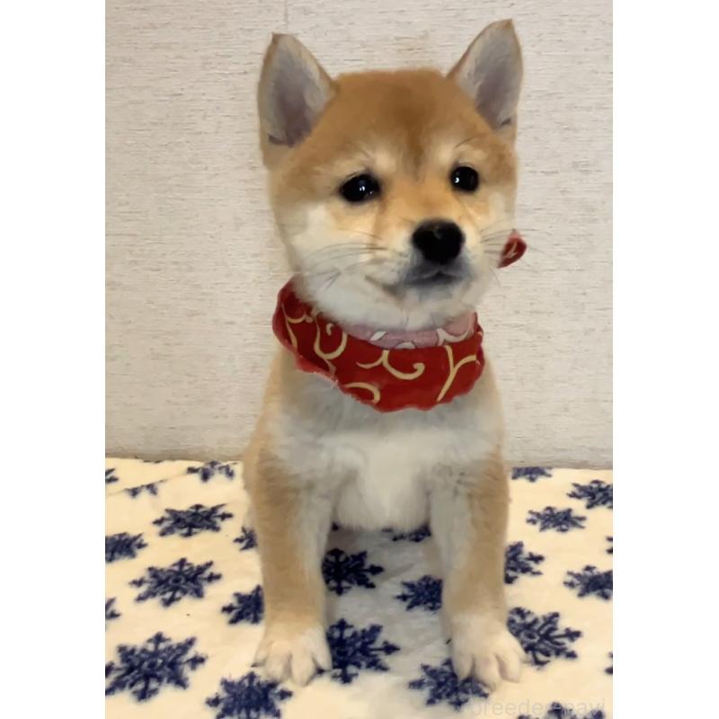 販売中の茨城県の豆柴-434261の4枚目