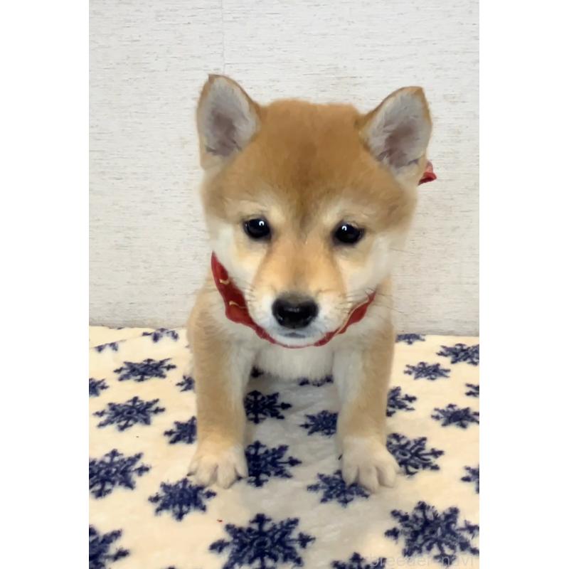 販売中の茨城県の豆柴-434261の3枚目