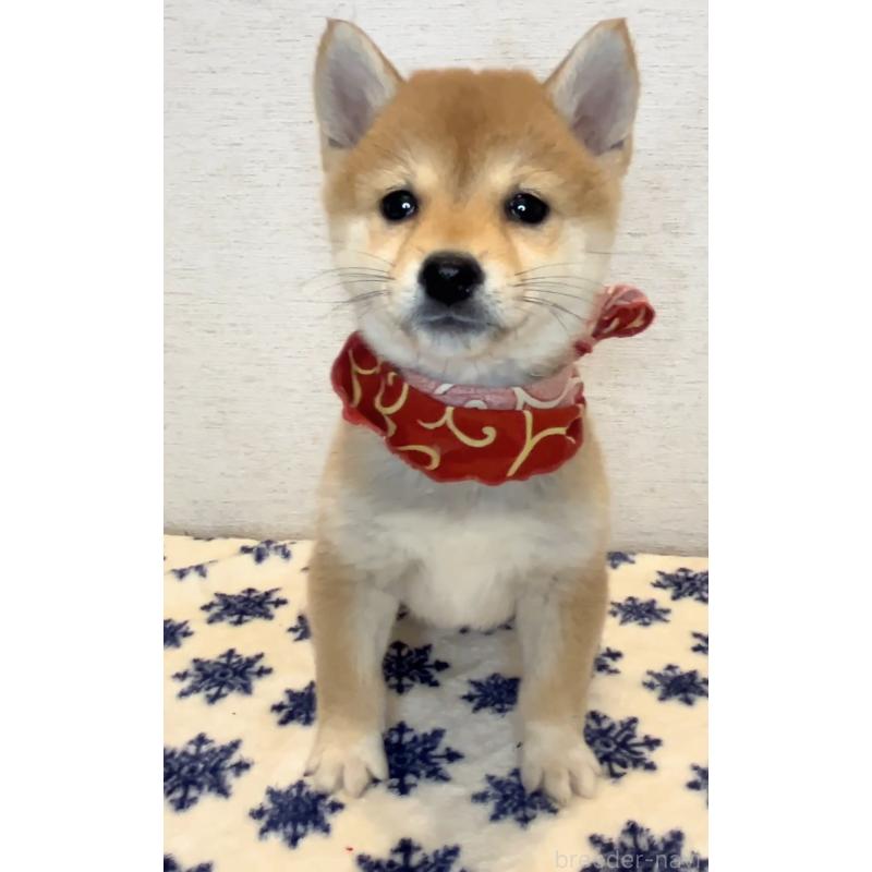 販売中の茨城県の豆柴-434261の2枚目