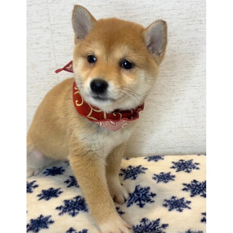 販売中の茨城県の豆柴-434262の4枚目