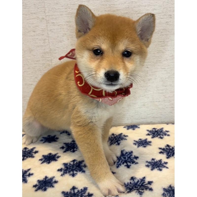 販売中の茨城県の豆柴-434262の3枚目