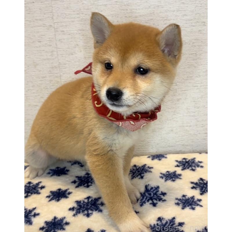 販売中の茨城県の豆柴-434262の2枚目