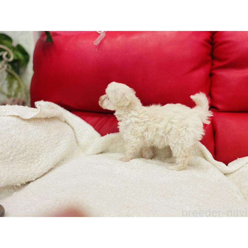 販売中の和歌山県のマルプー:マルチーズ×トイプードル-434272の3枚目