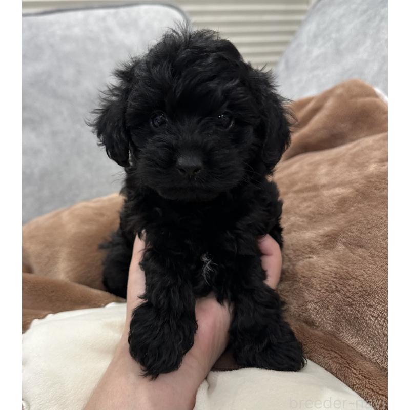 販売中の三重県のミックス犬-434263の4枚目