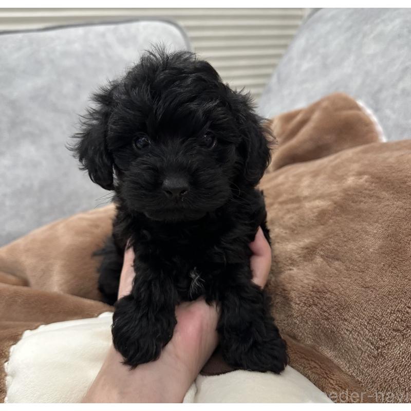 販売中の三重県のミックス犬-434263の3枚目