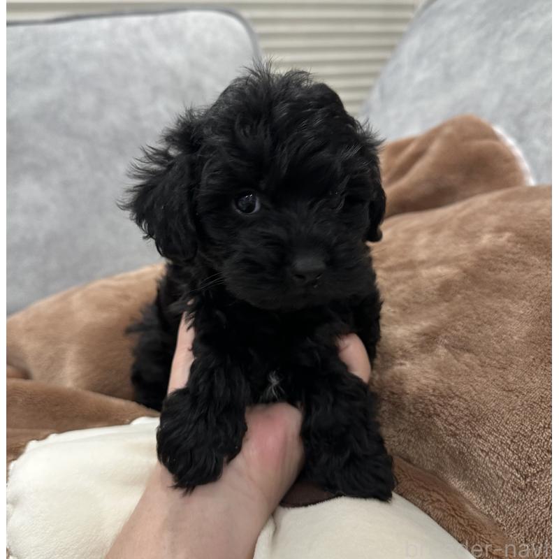 販売中の三重県のミックス犬-434263の2枚目