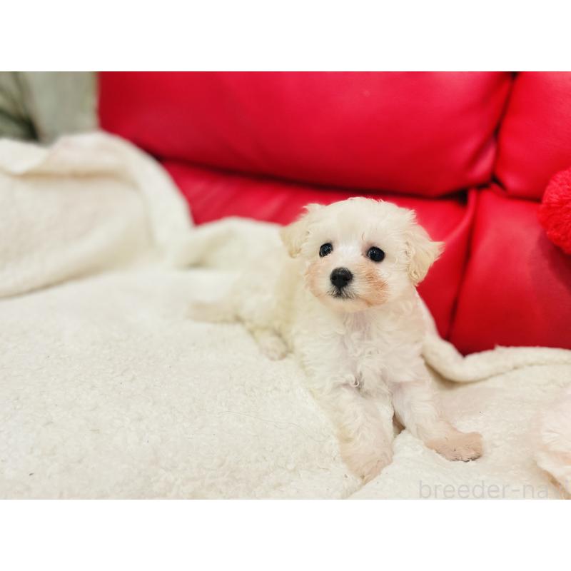 販売中の和歌山県のマルプー:マルチーズ×トイプードル-434272の2枚目