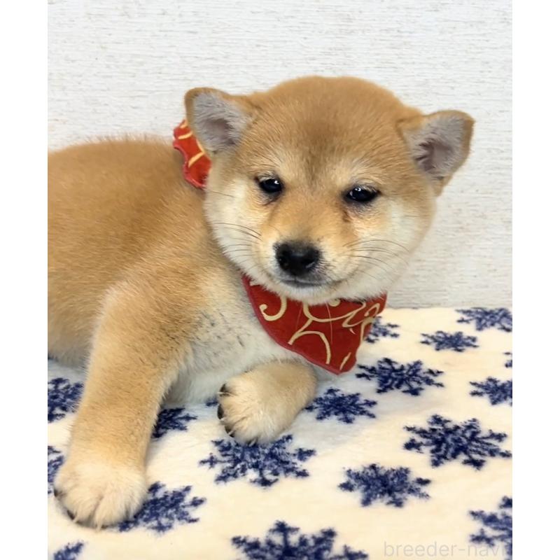 販売中の茨城県の豆柴-434264の5枚目