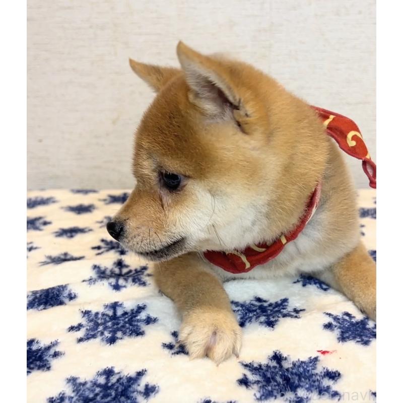 販売中の茨城県の豆柴-434264の4枚目