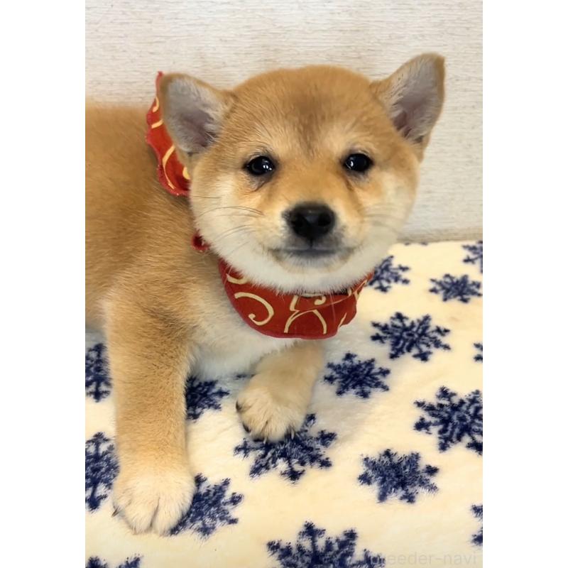 販売中の茨城県の豆柴-434264の3枚目