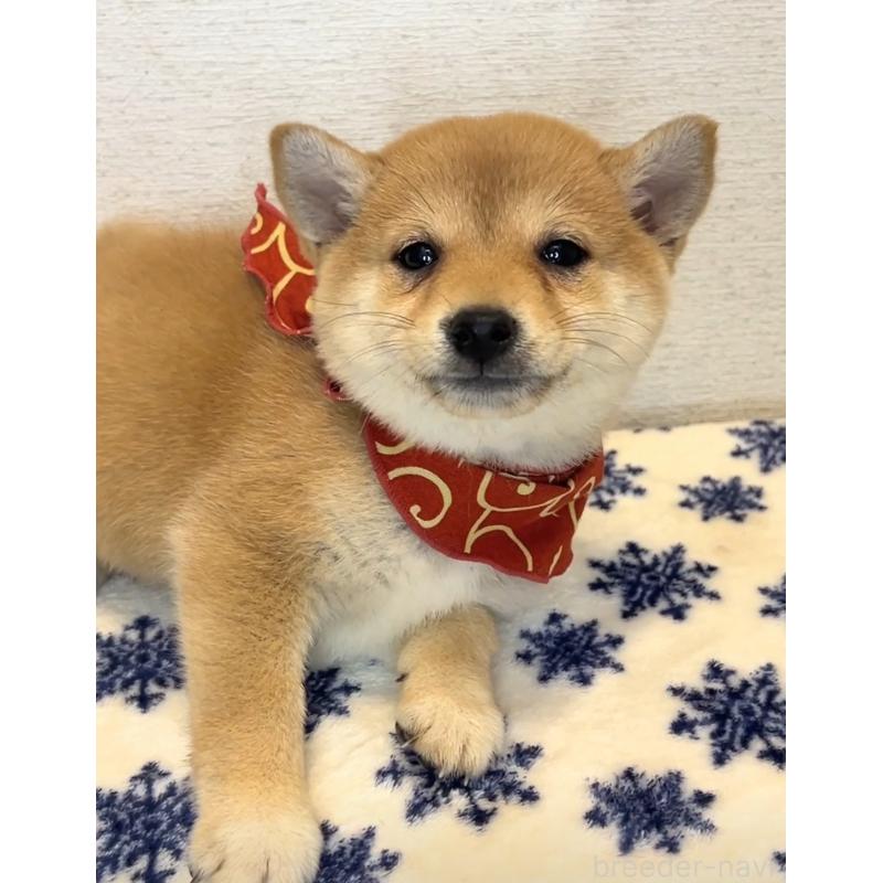 販売中の茨城県の豆柴-434264の2枚目