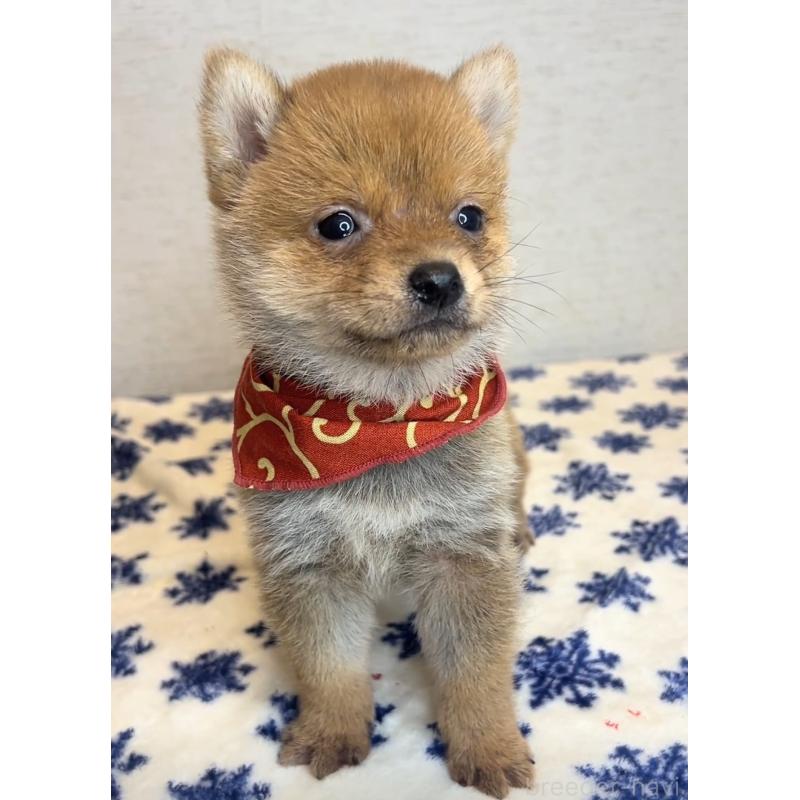 販売中の茨城県の豆柴-434266の5枚目