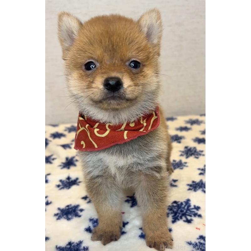 販売中の茨城県の豆柴-434266の4枚目