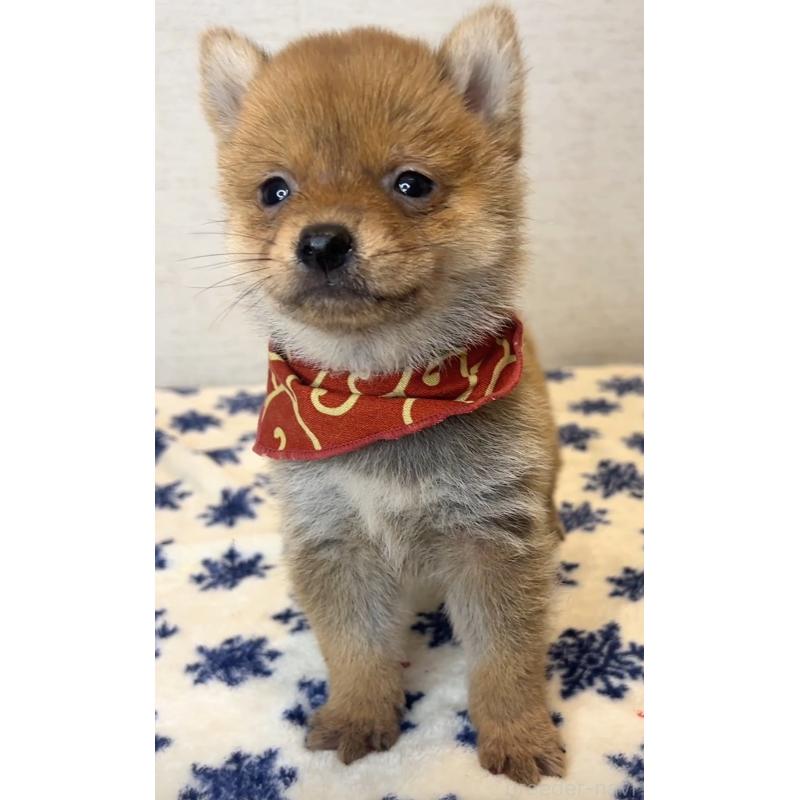 販売中の茨城県の豆柴-434266の3枚目