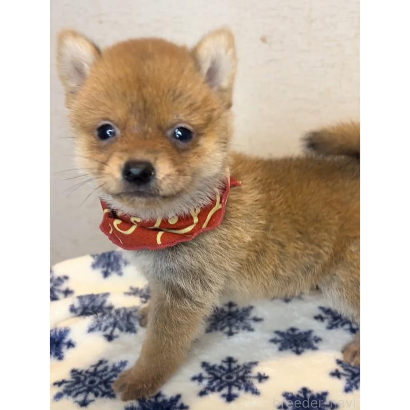 販売中の茨城県の豆柴-434266の2枚目