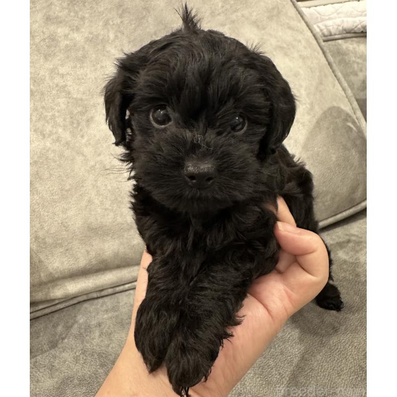 販売中の三重県のミックス犬-434265の3枚目