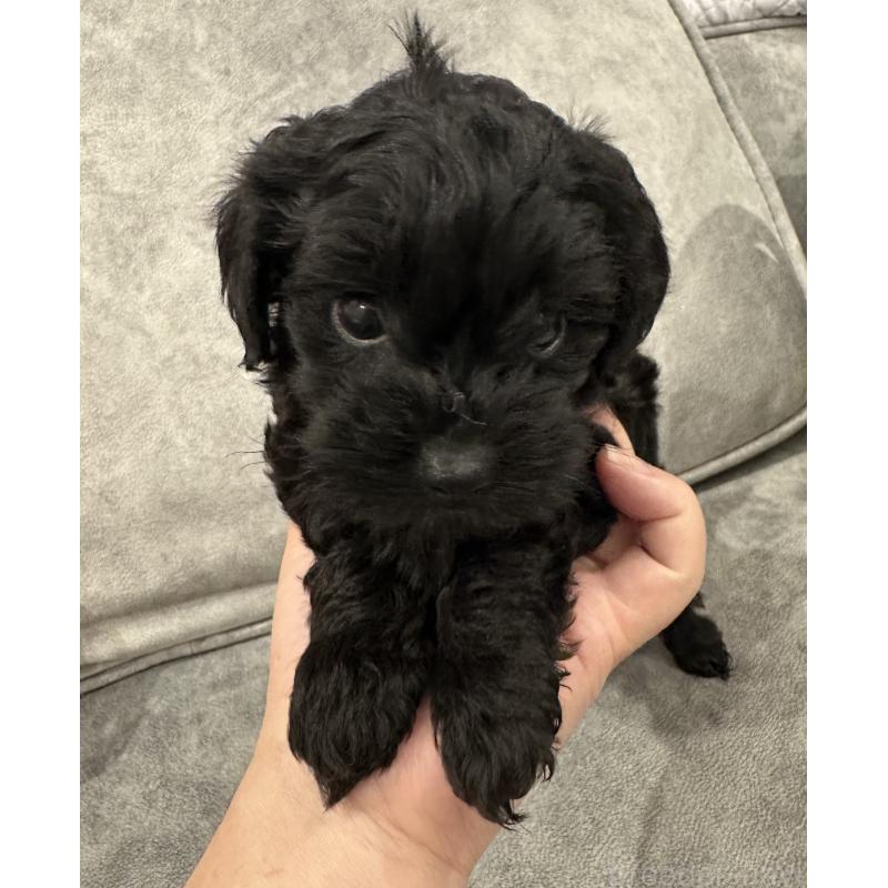 販売中の三重県のミックス犬-434265の2枚目