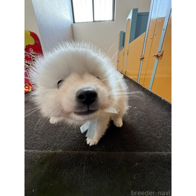 販売中の静岡県の日本スピッツ-434269の7枚目