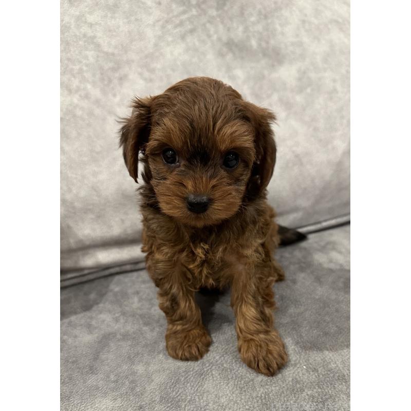 販売中の三重県のミックス犬-434267の4枚目